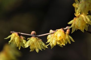 《桃花运》免费观看