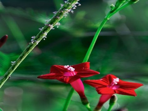 《汤妇蒂芙尼》电影