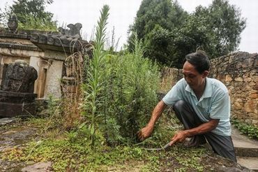 夫妻二人看麦片毛毛