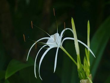 长竿短线钓草洞视频